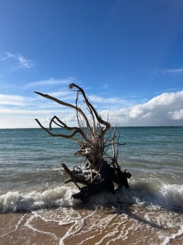 Send your best photos from Maui County to mauiphotos@mauinews.com for a chance to see them featured on our website and in our weekly print edition.